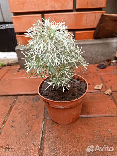 Полынь Шмидта