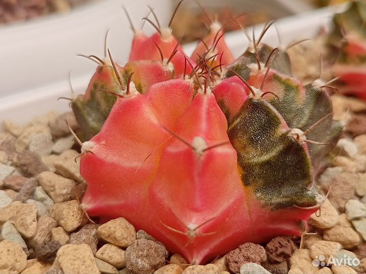 Кактусы вариегатные, гимнокалициум