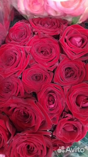 Роза России