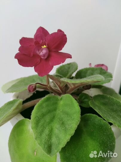 Фиалки с цветками в горшках