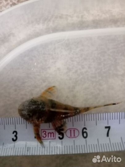 Номерной сомик-397