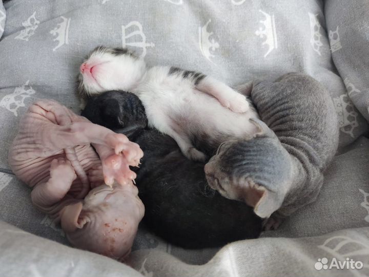 Донской сфинкс вязка