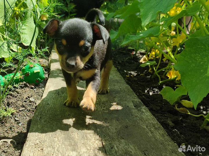 Русский Той