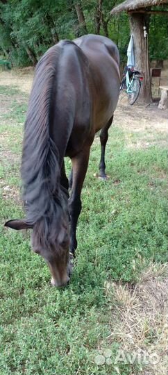 Продаю породистую лошадь