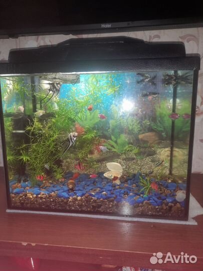Аквариум