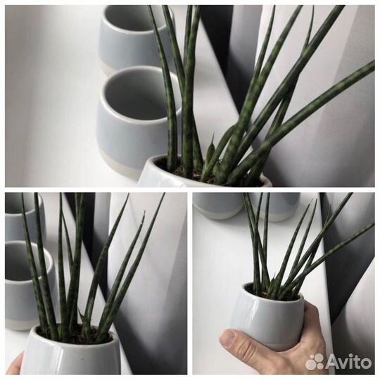 Растение из IKEA икеа суккулент живой