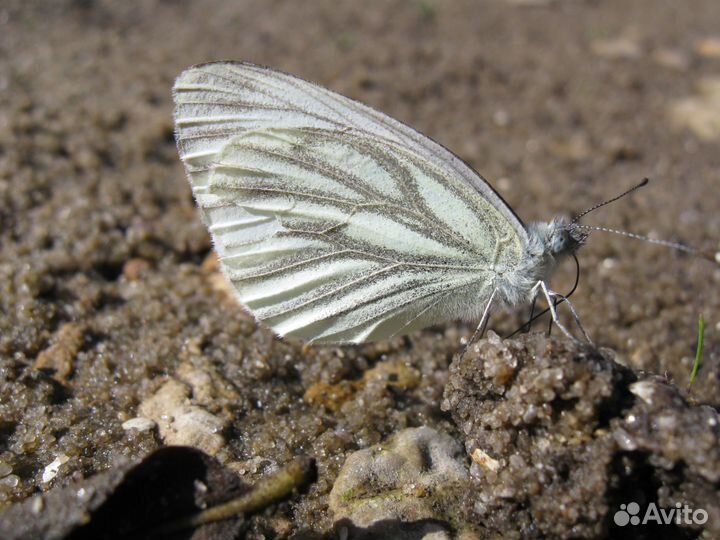 Фотоаппарат Canon Power Shot A590 IS