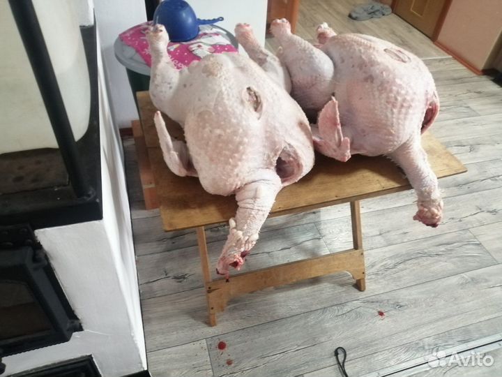 Индюки на мясо