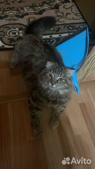 Котята от нашей кошки