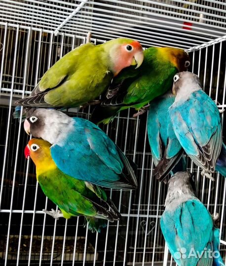 Попугай неразлучник и какарики