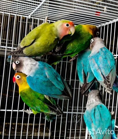 Попугай неразлучник и какарики