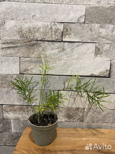 Аспарагус шпренгера