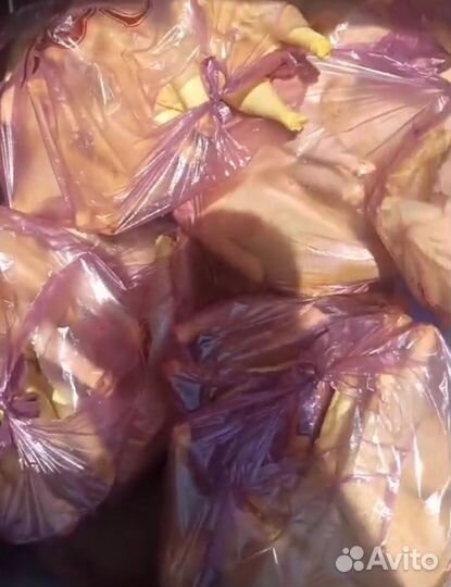 Куры домашние