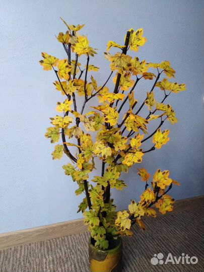 Деревцо. Клёна