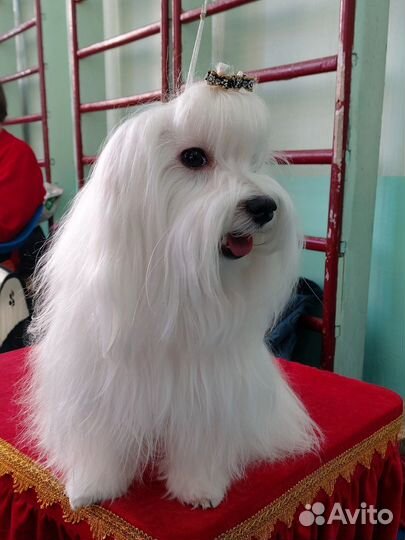 Мальтезе вязка