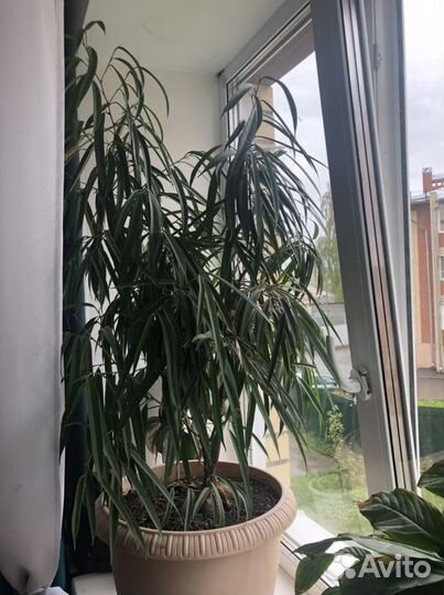 Фикус иволистный Али