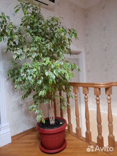 Фикус бенджамина