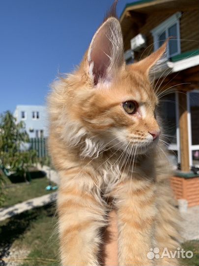 Котята мейн-кун