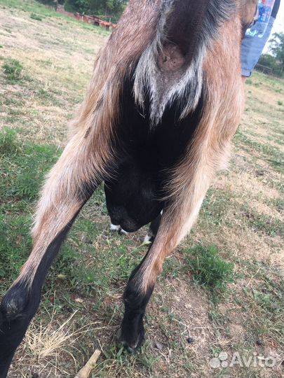 Козел альпийский