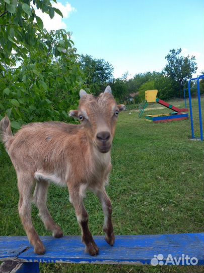 Козлята ламанча, бараны на племя