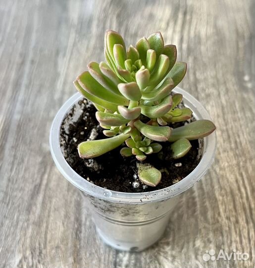 Суккуленты