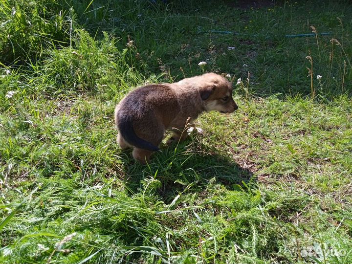 Щеночек Лапка