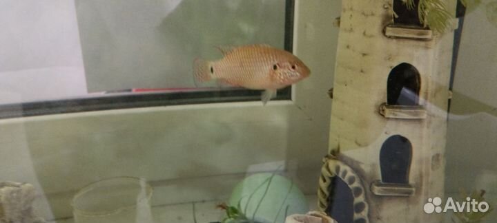 Аквариумные рыбки хромис красавец