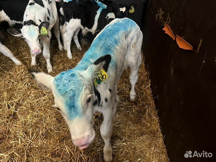 Крепкие бычки телята доставка