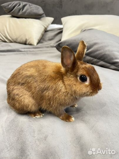 Карликовый кролик (Сатиновый) с клеткой