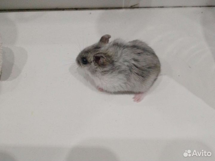 Джунгарский хомяк мальчик