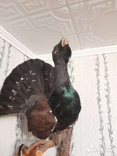 Имитация Глухарь