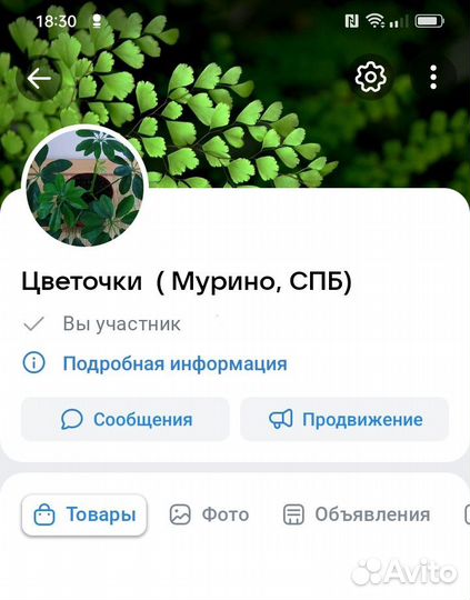 Диффенбахия Грин Мэджик