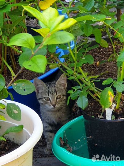 Котенок (мальчик) в добрые руки