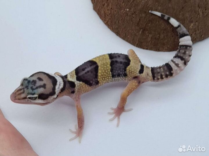 Геккон эублефар собственного разведения