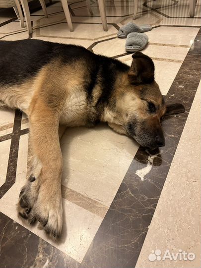 Саффи погибает за решеткой приюта