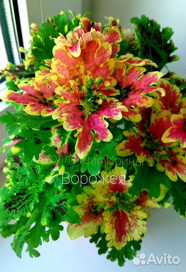 Вегетативные колеусы (ук. черенки)