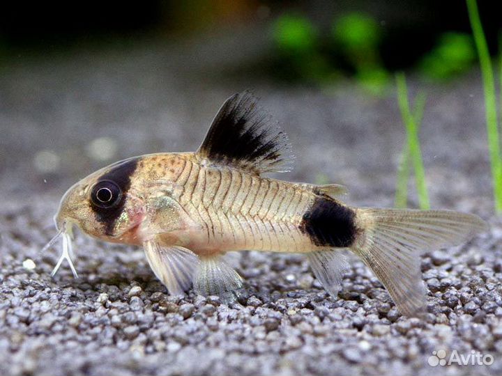 Аквариумные рыбки