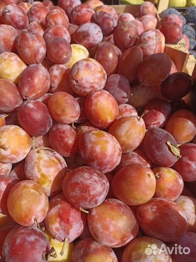 Растения для сада