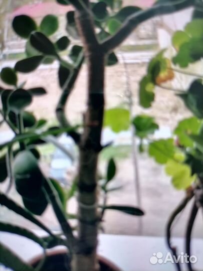 Лечебные растения