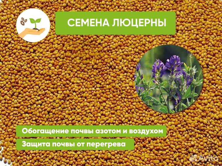 Семена фацелии