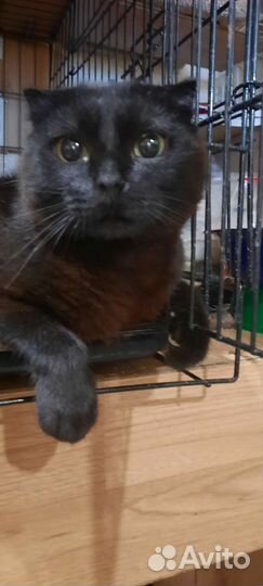 Кот и кошка