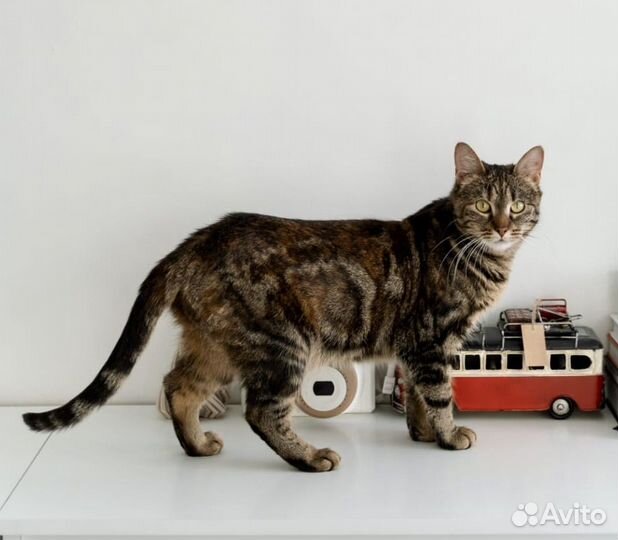 Красотка Кася 1,5 года ищет дом