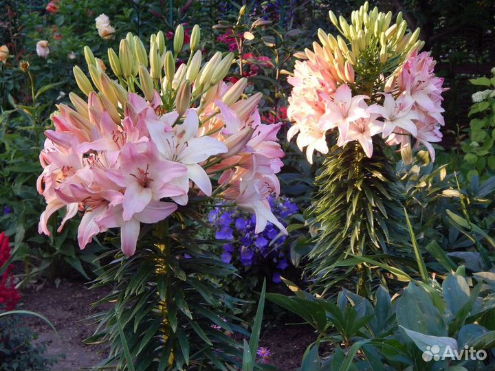 Саженцы роз и луковицы лилии