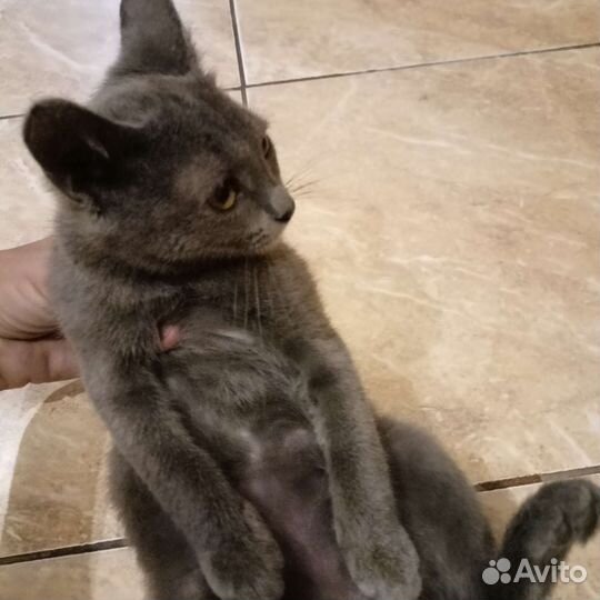 Кошечка в добрые руки