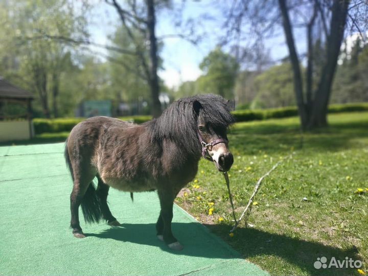 Пони литлендская