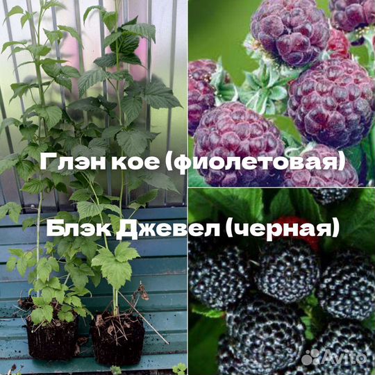 Малина необычных сортов саженцы зкс