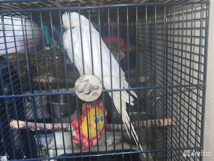 Шикарнейший ввп