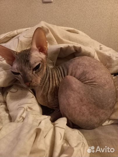 Кошка сфинкс бесплатно