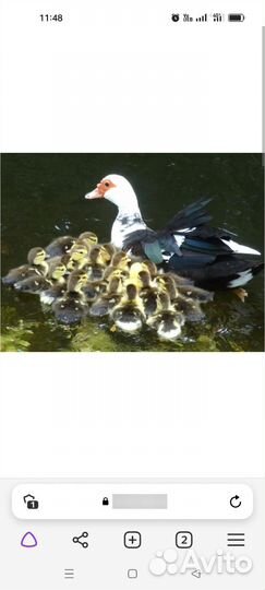 Мускусные утки тяжелые линии