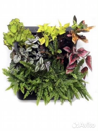Фитомодуль